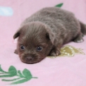 Chiot Chihuahua sans pedigree  en région Hauts-de-France.