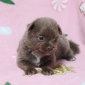 Chien Chihuahua proposée par l’élevage Domaine des terres lorginoise.