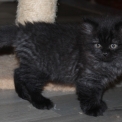 Chaton British Longhair de race – prix 1200 €.