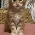 Chaton Maine Coon de race  en région Centre-Val de Loire.