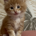 Maine Coon disponible en Eure-et-Loir