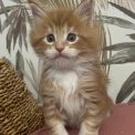 Chat Maine Coon proposé par l’élevage Chatterie du Mont d'angelys.