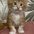 Chat Maine Coon proposé par l’élevage Chatterie du Mont d'angelys.
