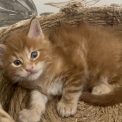Chaton Maine Coon de race  en région Centre-Val de Loire.
