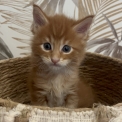 Chaton Maine Coon de race – prix 1750 €.