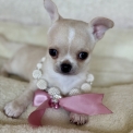 Chihuahua chiot vendu 1770 €