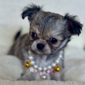 Chiot Chihuahua de race – prix 1870 €.