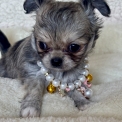 Chihuahua disponible dans les Alpes-Maritimes