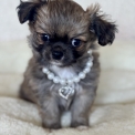 Chihuahua disponible dans les Alpes-Maritimes
