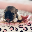 Chihuahua disponible dans les Alpes-Maritimes
