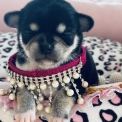 Chiot Chihuahua sans pedigree  en région Provence-Alpes-Côte d'Azur.