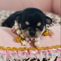 Chiot Chihuahua sans pedigree – prix 1270 €.