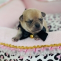 Chiot Chihuahua sans pedigree  en région Provence-Alpes-Côte d'Azur.