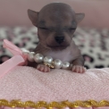 Chiot Chihuahua sans pedigree  en région Provence-Alpes-Côte d'Azur.