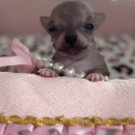 Chihuahua disponible dans les Alpes-Maritimes