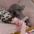 Chien Chihuahua proposée par l’élevage Des P'tites Pommes D'amour.