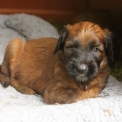 Chiot Briard de race – prix 1600 €.