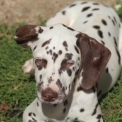 Chien Dalmatien proposé par l’élevage Elevage des dalma d'olympe.