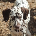 Dalmatien disponible en Eure-et-Loir