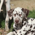 Chien Dalmatien proposé par l’élevage Elevage des dalma d'olympe.