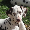 Dalmatien disponible en Eure-et-Loir