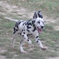Chien Dalmatien proposé par l’élevage Elevage des dalma d'olympe.