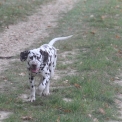 Chien Dalmatien proposé par l’élevage Elevage des dalma d'olympe.