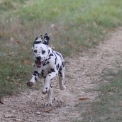 Dalmatien disponible en Eure-et-Loir