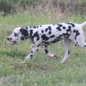 Chien Dalmatien proposé par l’élevage Elevage des dalma d'olympe.