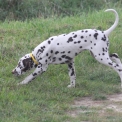 Dalmatien disponible en Eure-et-Loir
