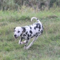 Chiot Dalmatien de race – prix 1200 €.