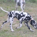 Dalmatien disponible en Eure-et-Loir