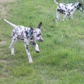 Dalmatien disponible en Eure-et-Loir