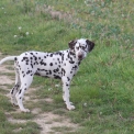 Dalmatien disponible en Eure-et-Loir