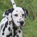 Chien Dalmatien proposée par l’élevage Elevage des dalma d'olympe.
