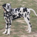 Chiot Dalmatien de race – prix 1200 €.