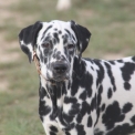 Chiot Dalmatien de race – prix 1200 €.