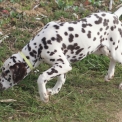 Chiot Dalmatien de race  en région Centre-Val de Loire.