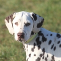 Chiot Dalmatien de race – prix 1200 €.