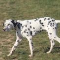 Dalmatien disponible en Eure-et-Loir