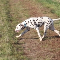 Chiot Dalmatien de race  en région Centre-Val de Loire.