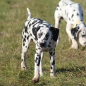 Chiot Dalmatien de race  en région Centre-Val de Loire.