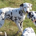 Chien Dalmatien proposé par l’élevage Elevage des dalma d'olympe.
