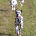 Dalmatien disponible en Eure-et-Loir