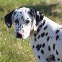 Chiot Dalmatien de race – prix 1200 €.