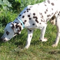 Chiot Dalmatien de race – prix 1200 €.