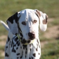 Chien Dalmatien proposé par l’élevage Elevage des dalma d'olympe.