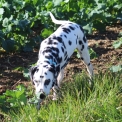 Chiot Dalmatien de race  en région Centre-Val de Loire.