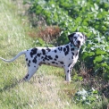 Chien Dalmatien proposé par l’élevage Elevage des dalma d'olympe.
