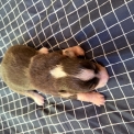 Chien Berger australien proposé par l’élevage Berger des fauminards.